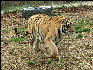 PICT9024 Tiger Carnivore Preservation Trust 