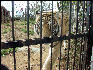 PICT9034 Tiger Carnivore Preservation Trust 