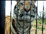 PICT9036 Tiger Carnivore Preservation Trust 