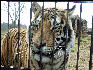 PICT9038 Tiger Carnivore Preservation Trust 