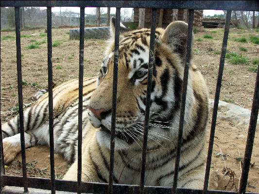 PICT9044 Tiger Carnivore Preservation Trust 