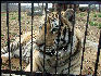 PICT9044 Tiger Carnivore Preservation Trust 