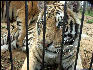 PICT9045 Tiger Carnivore Preservation Trust 