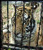 PICT9047 Tigers Carnivore Preservation Trust 