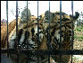 PICT9053 Tigers Carnivore Presevation Trust 