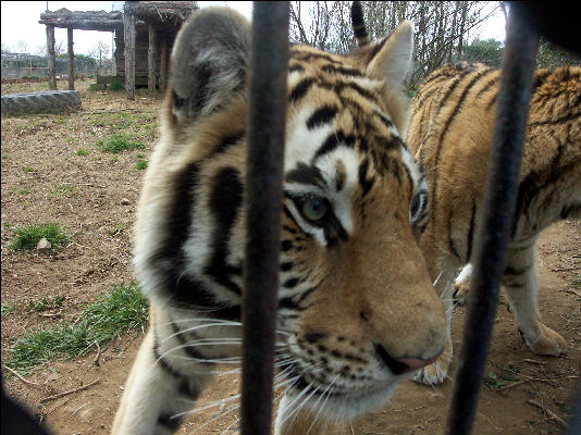 PICT9058 Tiger Carnivore Preservation Trust 