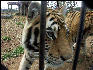 PICT9058 Tiger Carnivore Preservation Trust 