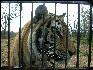 PICT9060 Tiger Carnivore Preservation Trust 