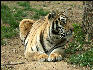 PICT9061 Tiger Carnivore Preservation Trust 