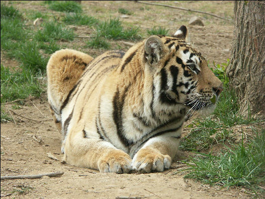PICT9062 Tiger Carnivore Preservation Trust 