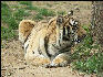 PICT9062 Tiger Carnivore Preservation Trust 