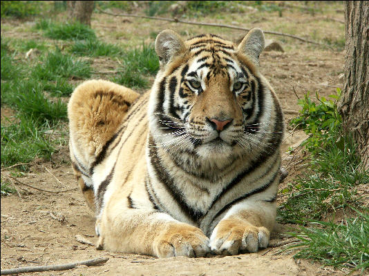 PICT9065 Tiger Carnivore Preservation Trust 