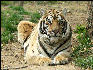 PICT9065 Tiger Carnivore Preservation Trust 