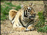 PICT9066 Tiger Carnivore Preservation Trust 