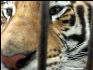 PICT9072 Tiger Carnivore Preservation Trust 