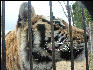 PICT9074 Tiger Carnivore Preservation Trust 