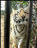 PICT9076 Tiger Carnivore Preservation Trusth 