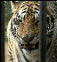 PICT9077 Tiger Carnivore Preservation Trust 