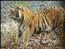 PICT9079 Tiger Carnivore Preservation Trust 