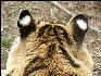 PICT9090 Tiger Carnivore Preservation Trust 
