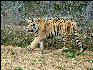 PICT9092 Tiger Carnivore Preservation Trust 