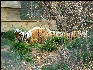 PICT9094 Tiger Carnivore Preservation Trust 