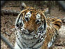 PICT9146 Tiger Carnivore Preservation Trust 