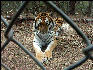 PICT9147 Tiger Carnivore Preservation Trust 