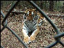 PICT9148 Tiger Carnivore Preservation Trust 