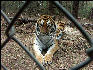 PICT9149 Tiger Carnivore Preervation Trust 
