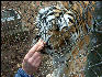 PICT9162 Tiger Carnivore Preservation Trust 