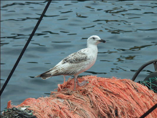 PICT5765 Seabird on Fishing Boat Provincetown Cape Cod 