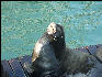 Pict0969 Seal Newport Oregon