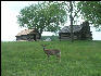 Pict4668 Deer And Soldiers Huts Valley Forge Pennsylvania
