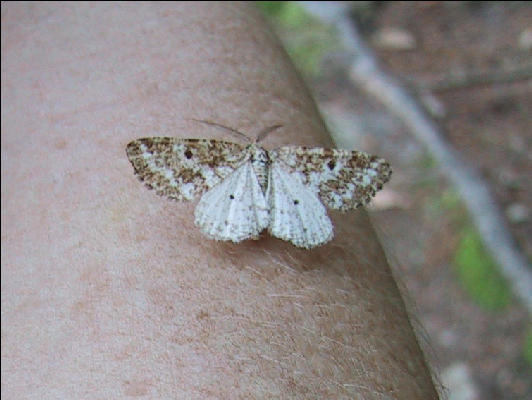 Friendly Wildlife, AT, Connecticut