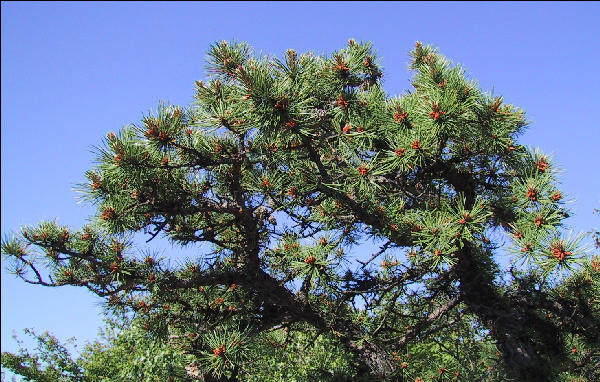 Tree,  AT, Connecticut