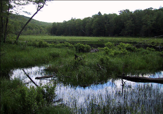 Swamp, AT, Massachusetts