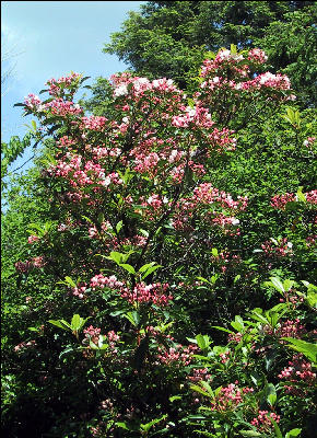 Flowers, AT, Massachusetts