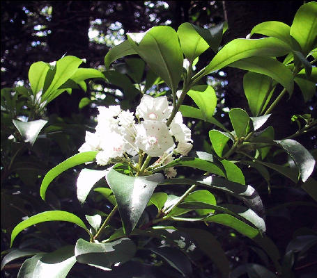 Flowers, AT, Massachusetts