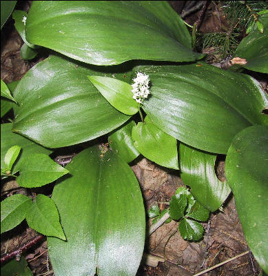 Flower, AT, Massachusetts