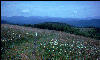 Max Patch, NC, AT