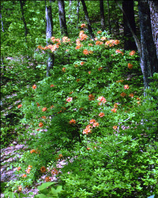 Flame Azalea, GA, AT