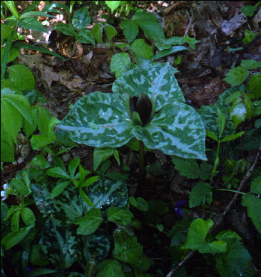 Trillium, GA, AT