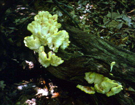 Fungus on the Trail