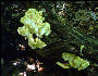 Fungus on the Trail