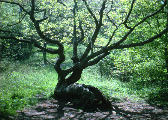 Tree, NC, AT