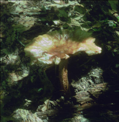 Fungus on the Trail, NC, AT