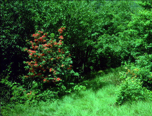 Flowers, Great Smokies, AT