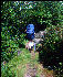 Hiker, Great Smokies, AT