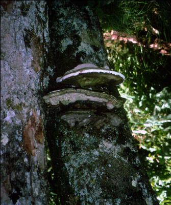 Fungus, Great Smokies, AT